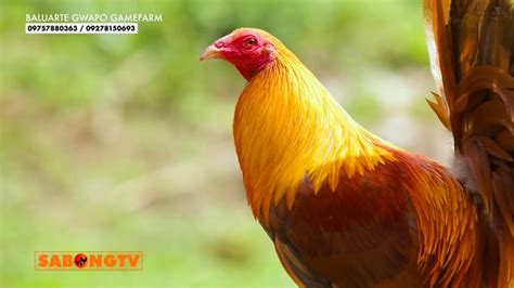sabong tv usapang bloodline|USAPANG BLOODLINES .